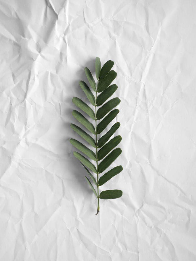 Amour Minimaliste de la Forêt