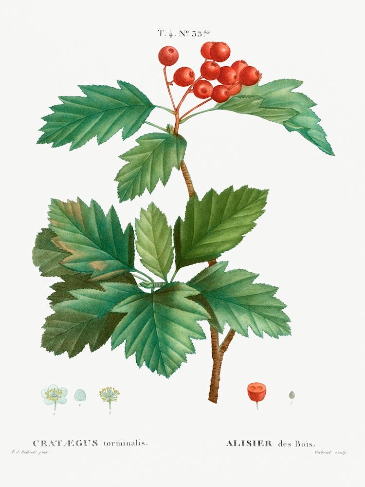 Wild Service Tree, Pierre Joseph Redoute