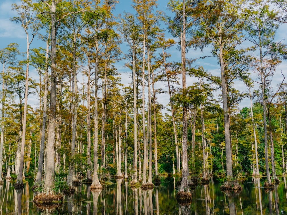 Charleston Cypress Gardens LX