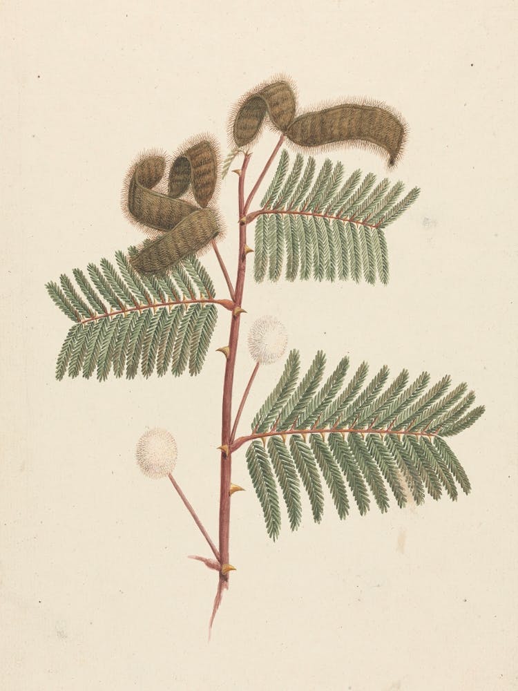 Mimosa Pigra (L.), Luigi Balugani