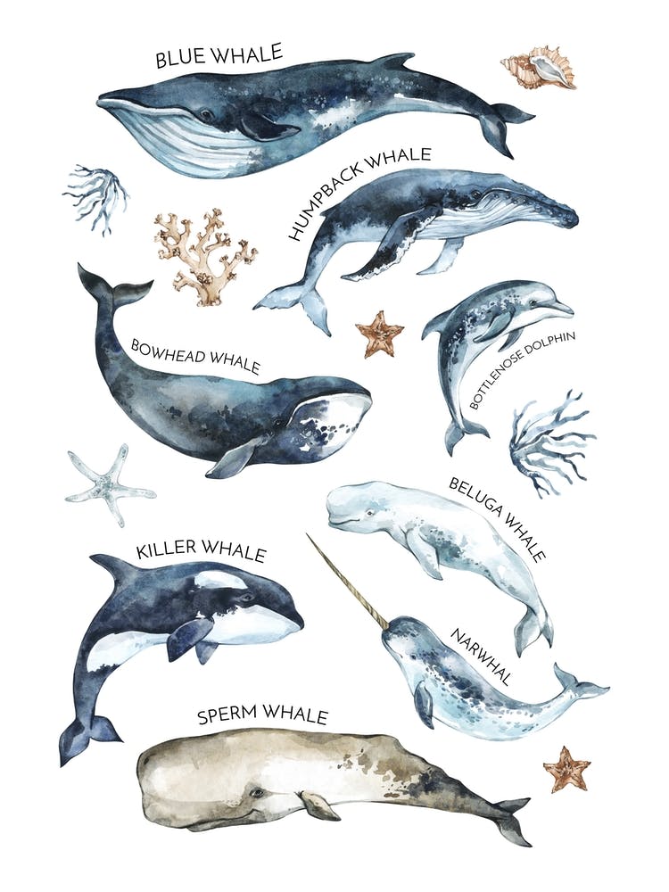 Whale Types