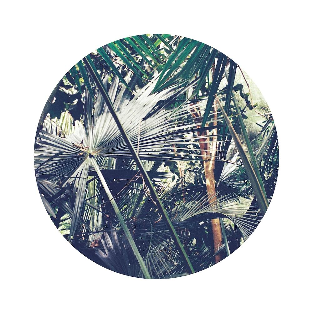 Into the Tropics Green