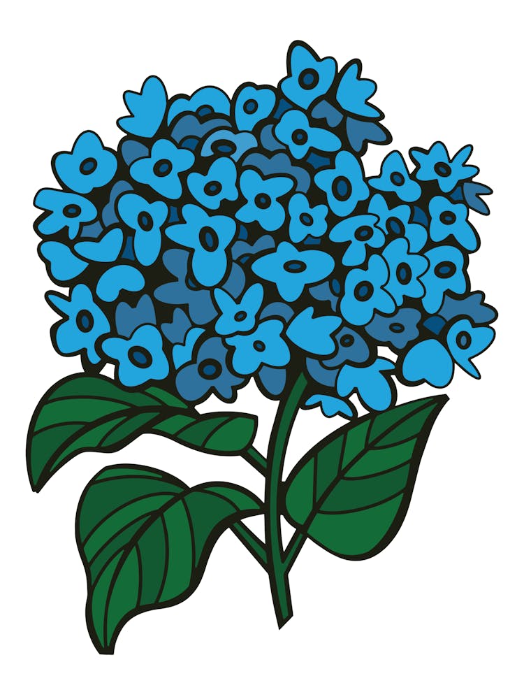 Blue Hydrangea Contemporary Botanical Illustration