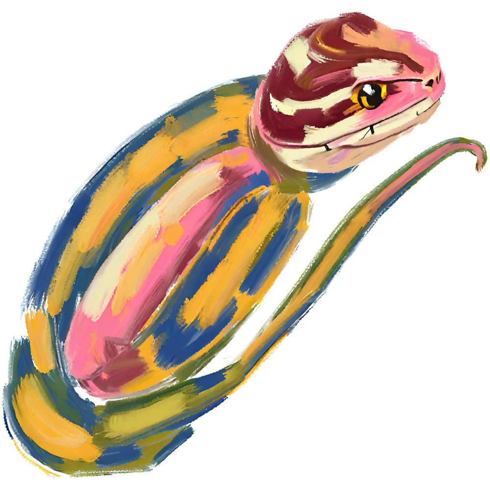 Corn Snake 08