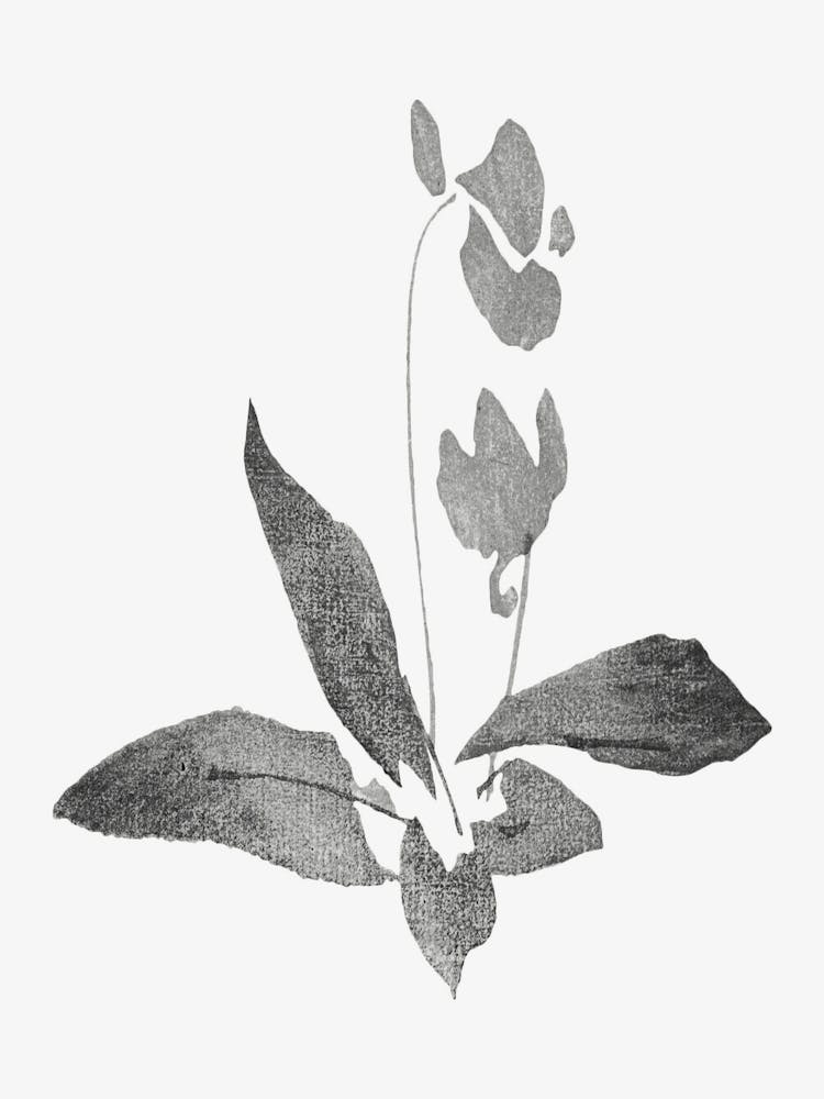 Lily Of The Valley, Transparent Png Download