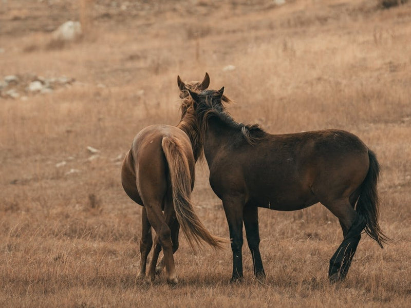 Vintage Horse