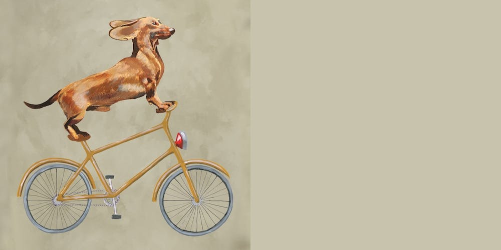 Dachshund On Bicycle