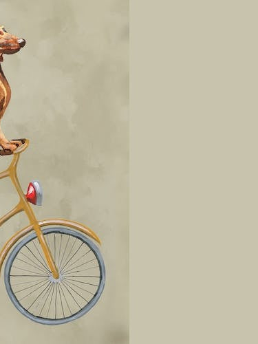 Dachshund On Bicycle