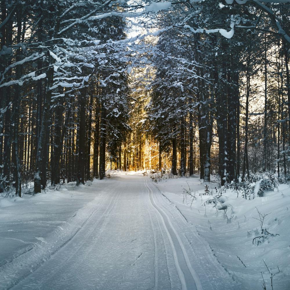 Winter Road In The Forest