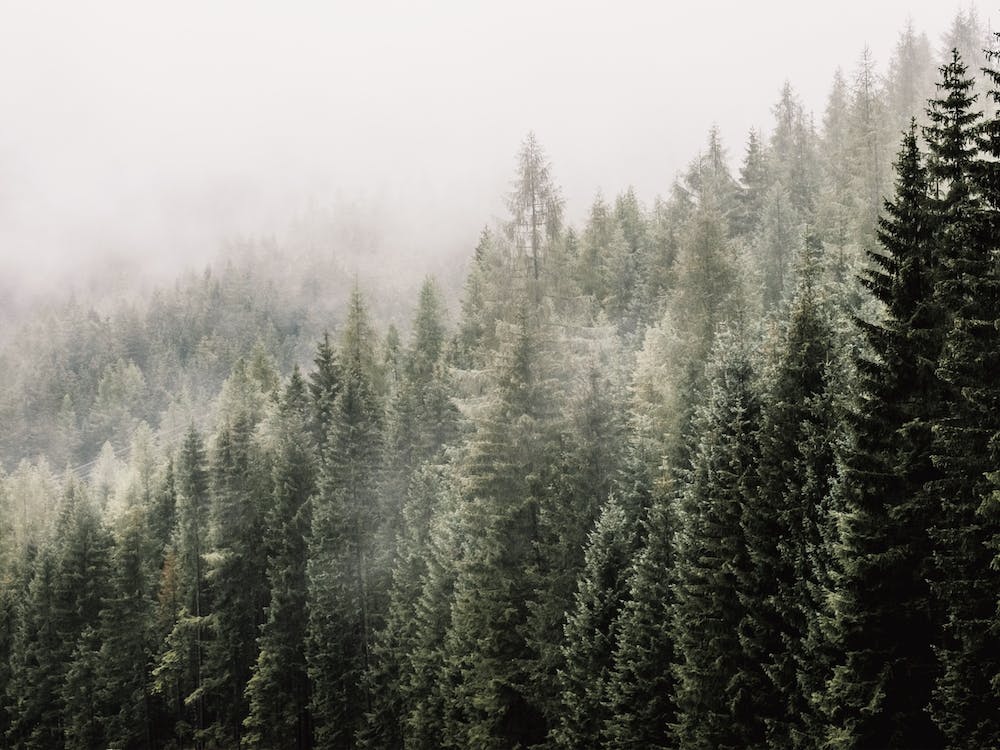 Misty Forest Scenery