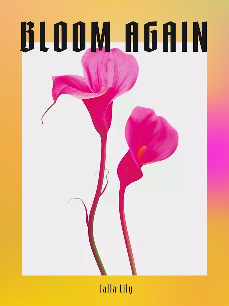 Hot Pink Calla Lily 1 Poster