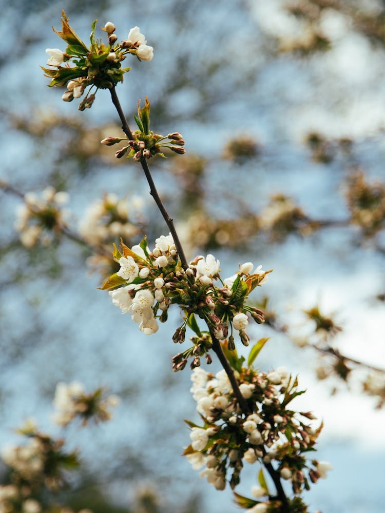 Little White Floral Branch