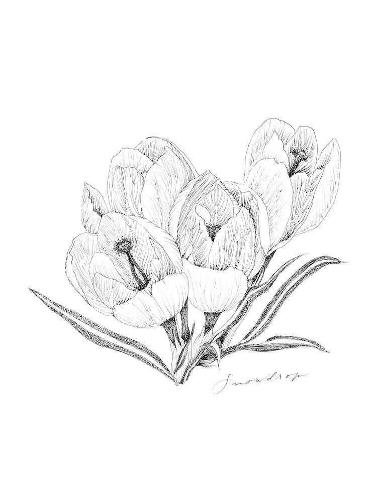 Snowdrop