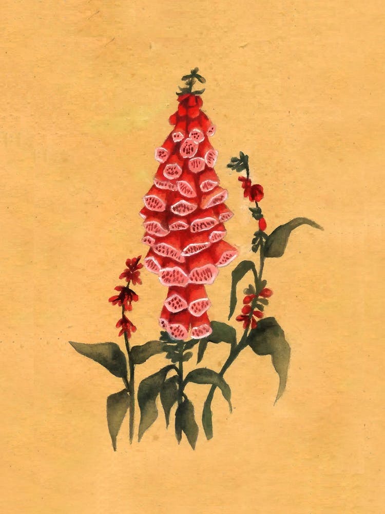 Red Foxglove Country Wildflower