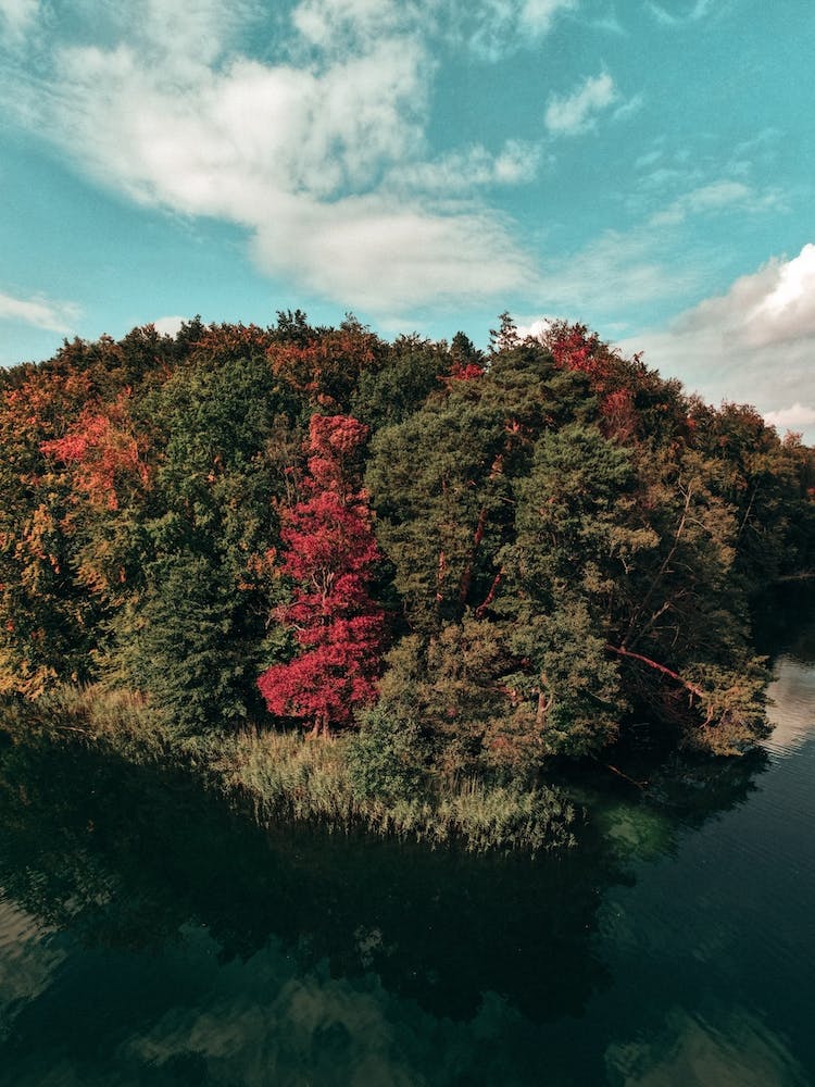 Colorful Forest
