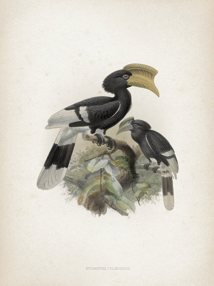 Vintage Keulemans 1 Bycanistes Cylindricus