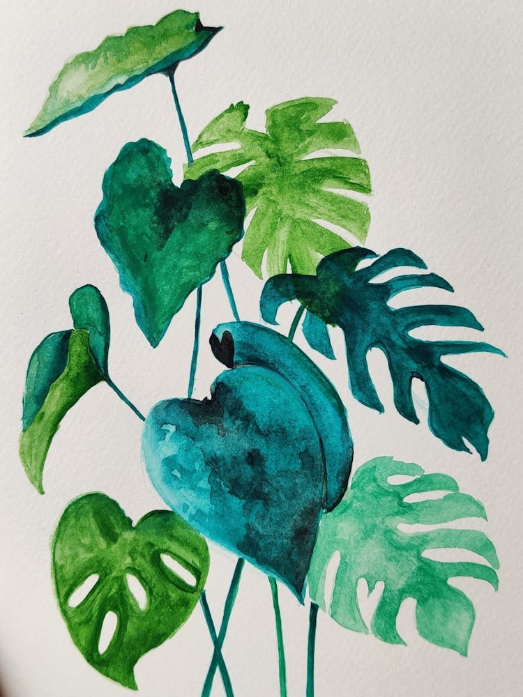 Monstera Leaves