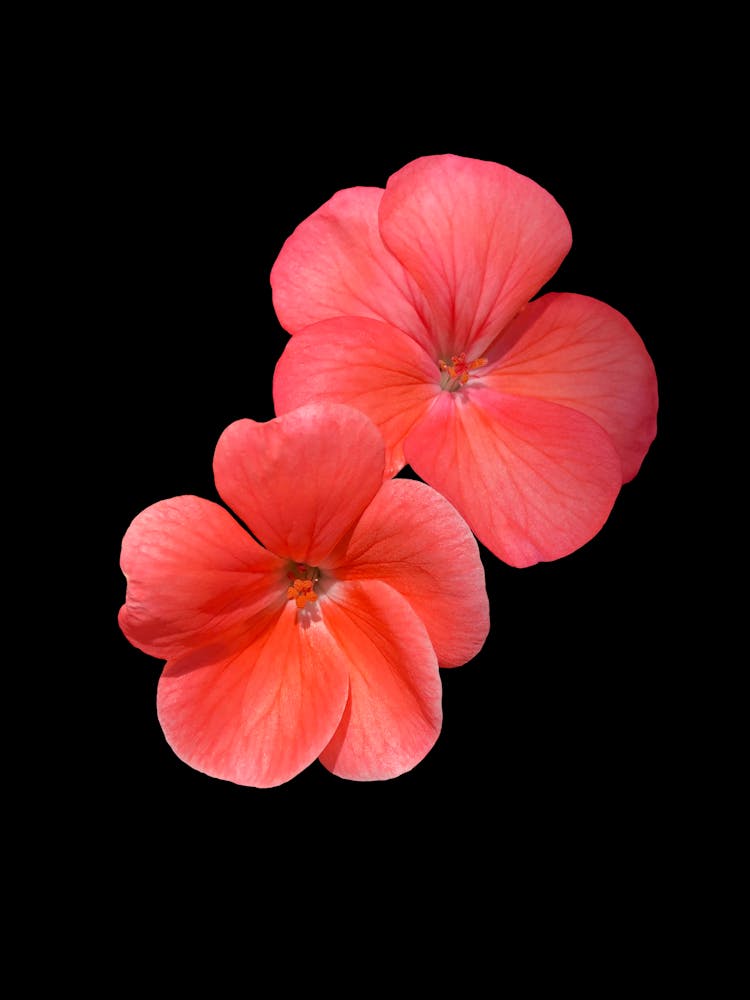 Geraniums 1
