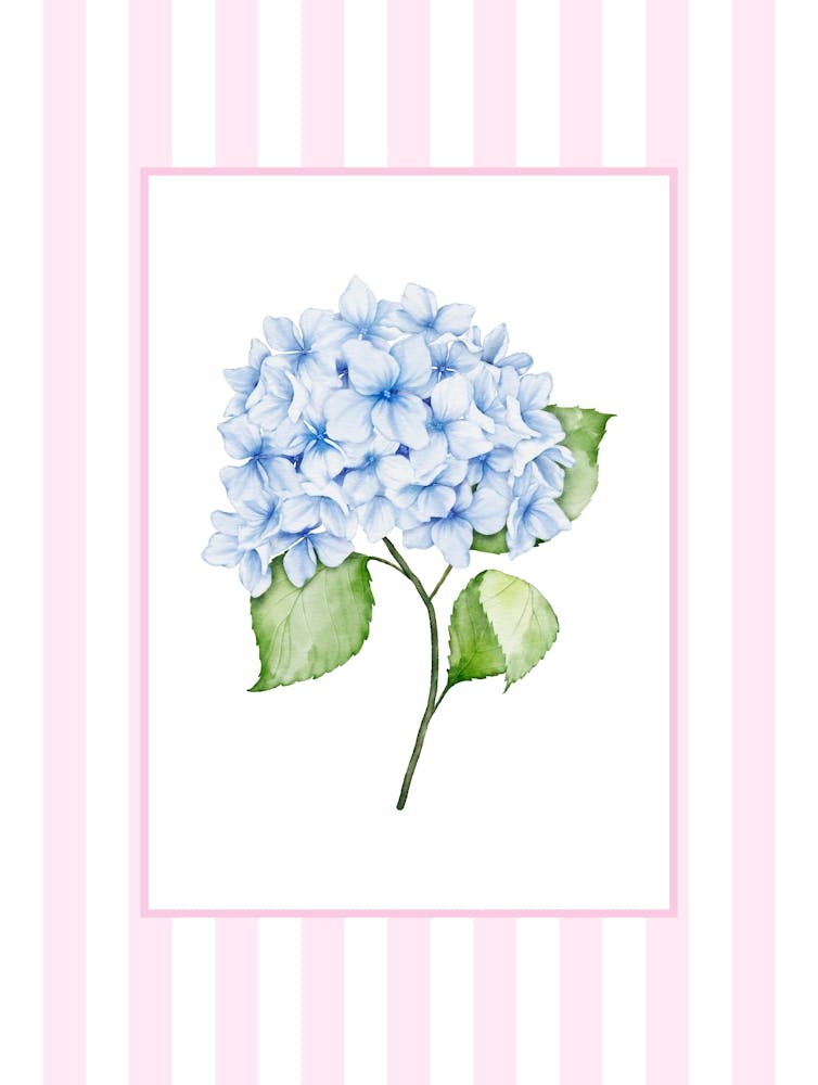 Pink And Blue Hydrangea 3
