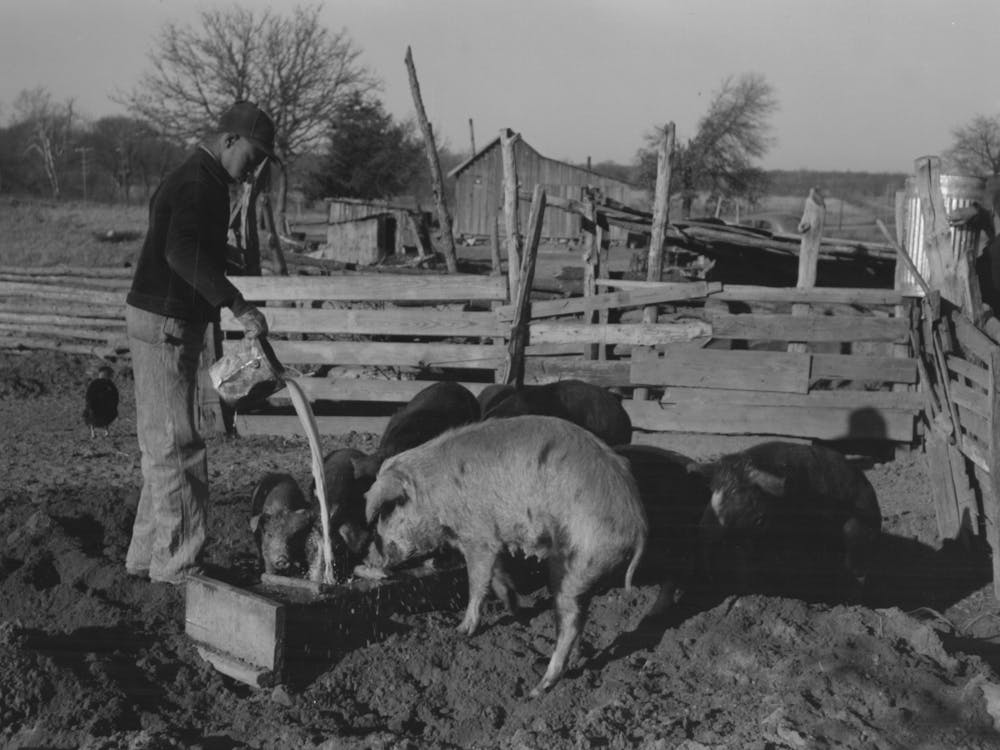 Untitled Photo, Possibly Related To Pouring Bran Into Can For Mixing Into A Mash For The Hogs, Sons Of Pomp Hall 1
