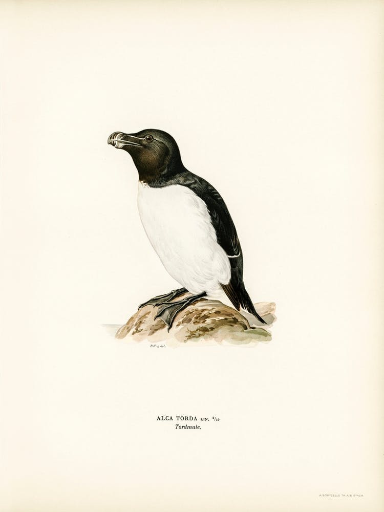 Razorbill (Alca Torda), The Von Wright Brothers
