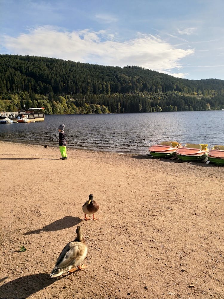 Ducks On The Beach Lake Titisee