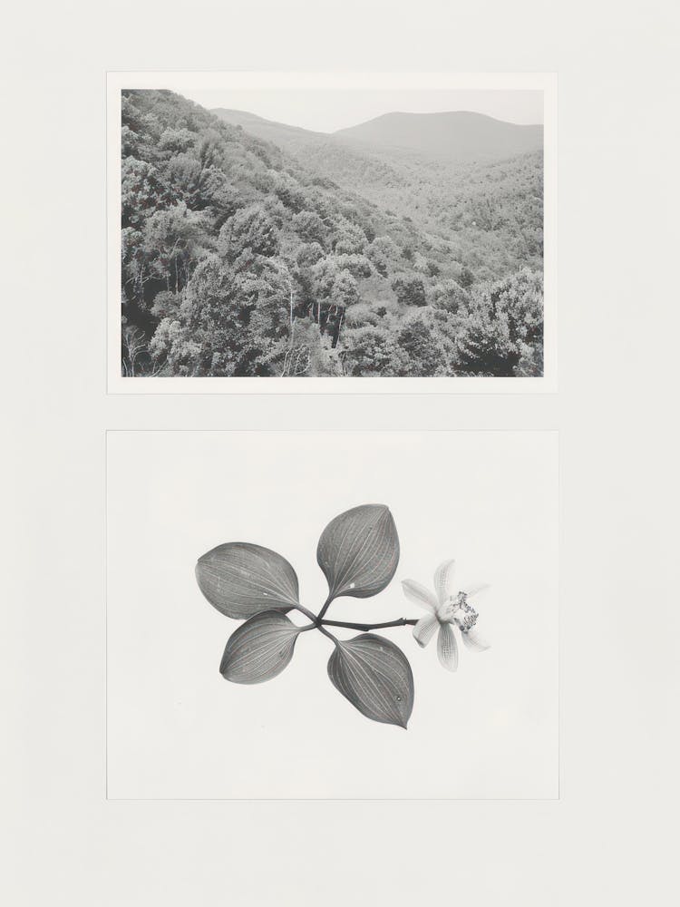 Orchid Flower Photo Collage 2