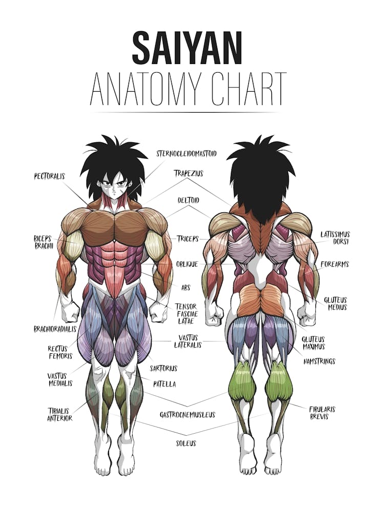 Broly Anatomy Dragon ball Super