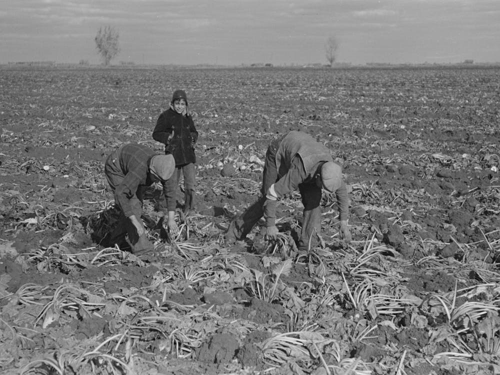 Untitled Photo, Possibly Related To Picking Up And Piling Sugar Beets Before Topping Them Near East Grand Forks