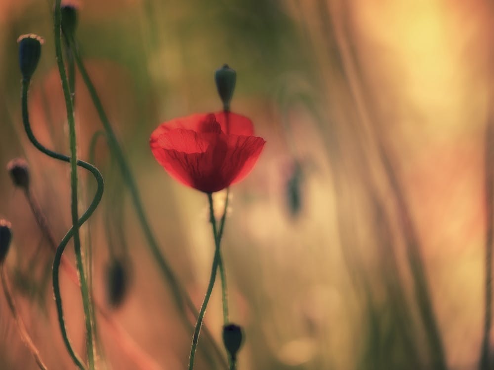 Deep Red Glow