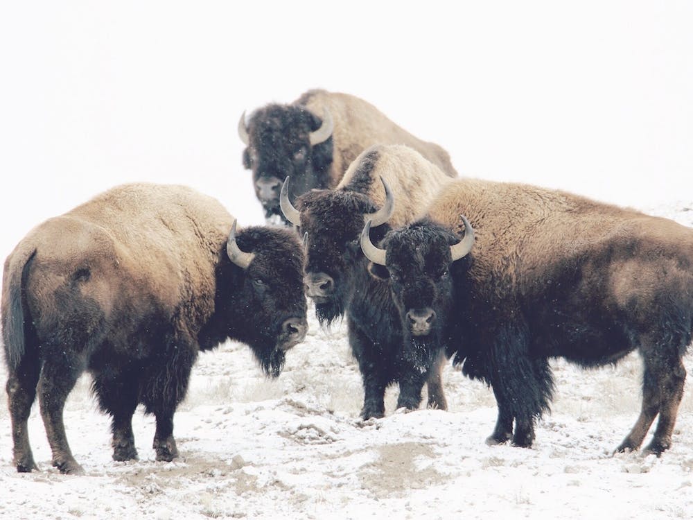Winterbisonherde