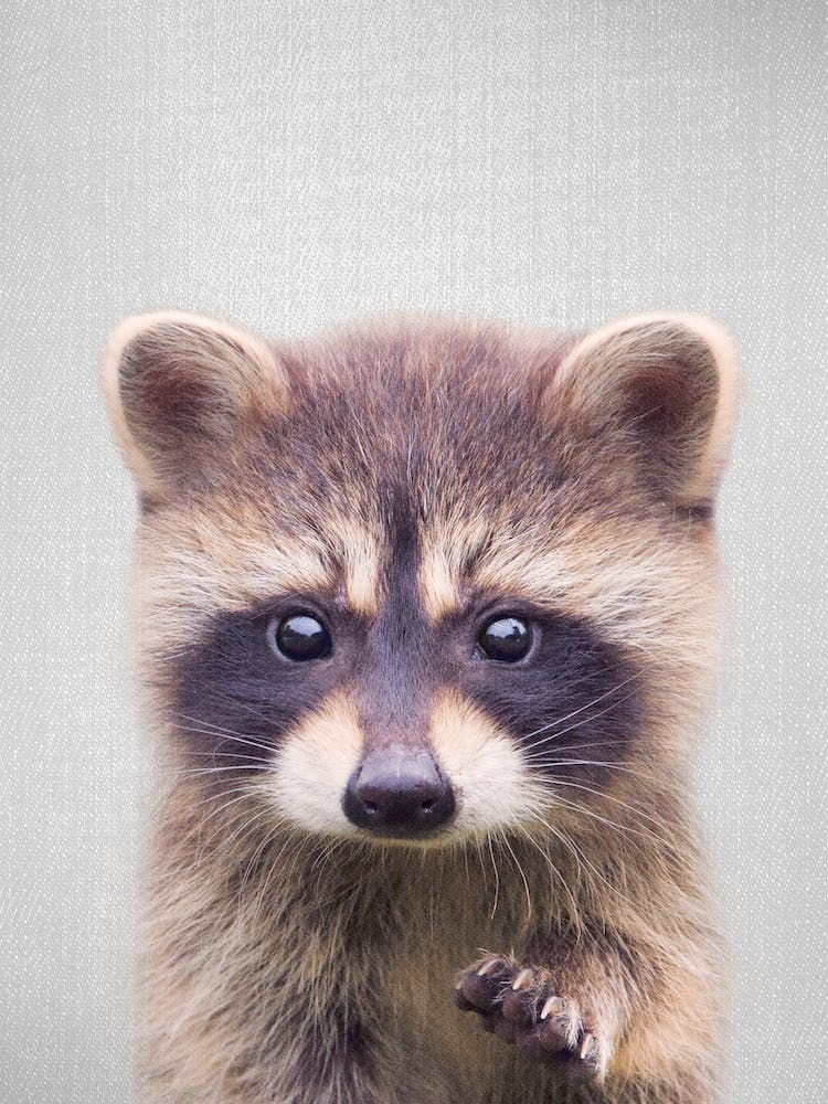Raccoon