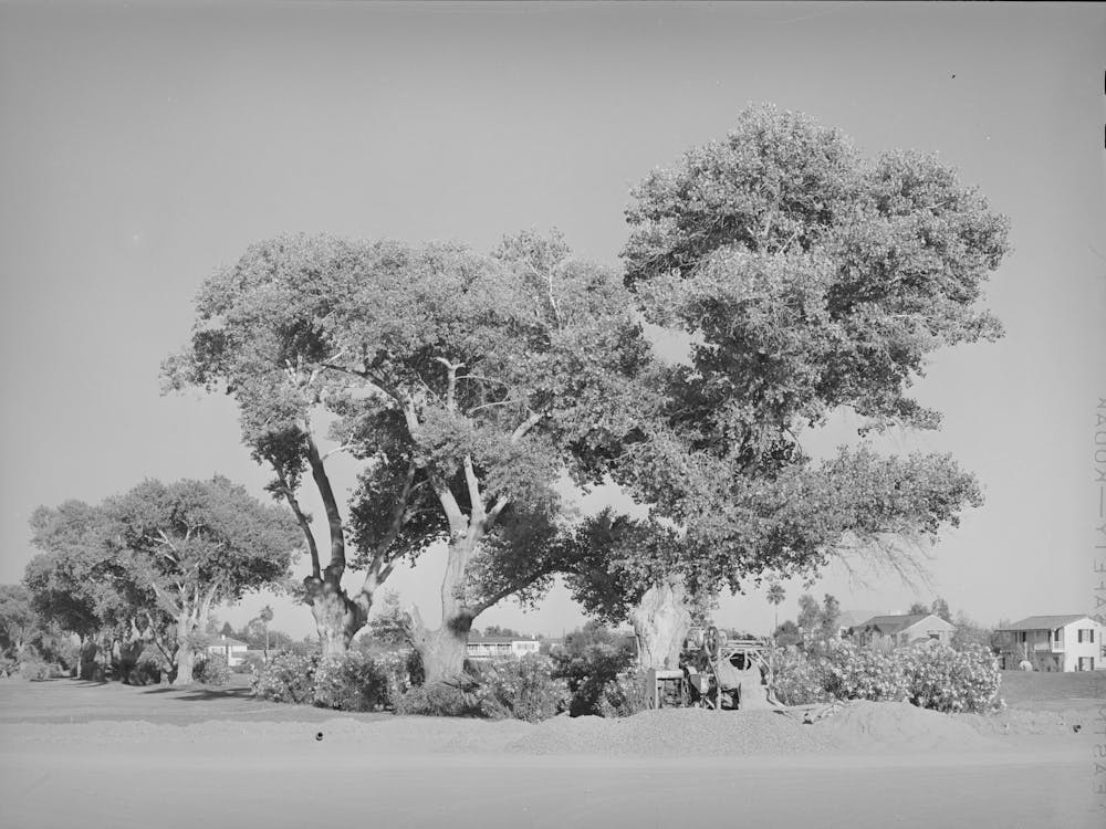 Clump Of Cottonwood Trees Near Phoenix, Arizona, Municipal Golf Course By Russell Lee