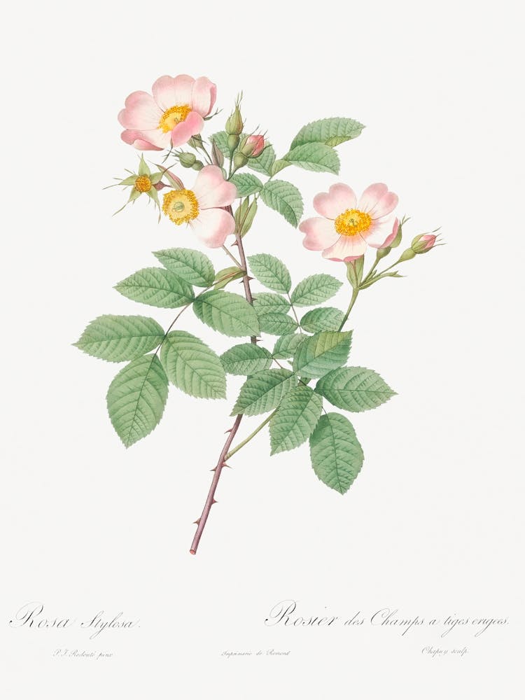 Short Styled Field Rose, Pierre Joseph Redoute
