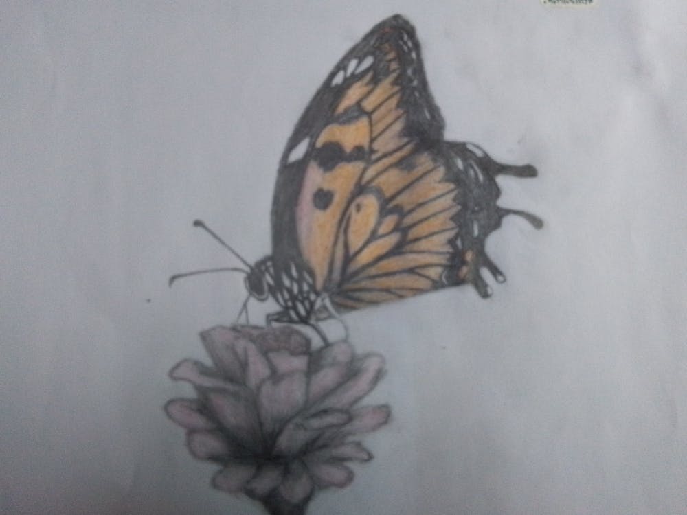 buterfly sketch