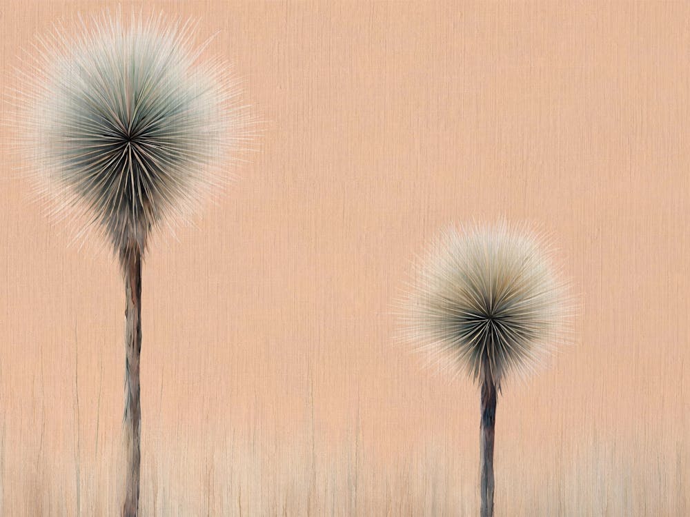 Australian native floral grass plants flowers