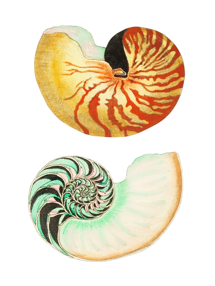Nautilus Shells