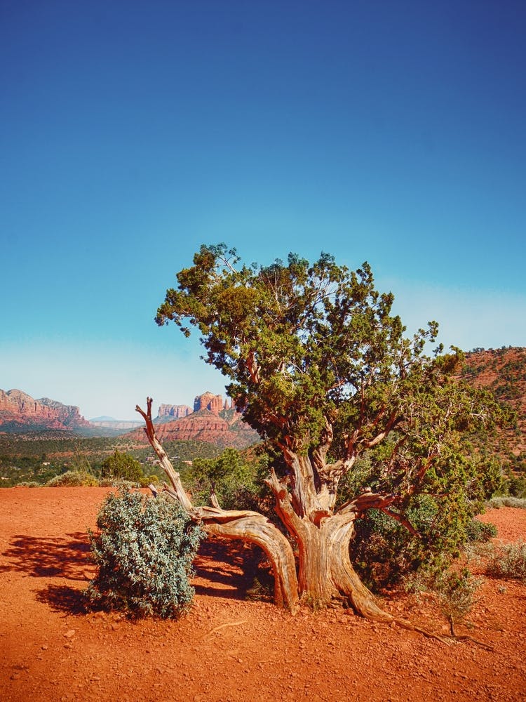 Arbre solitaire dans l'étreinte du désert