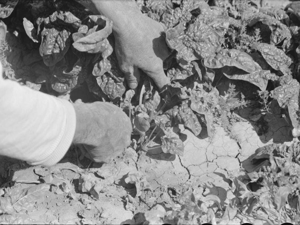 Cutting Spinach, La Pryor, Texas By Russell Lee