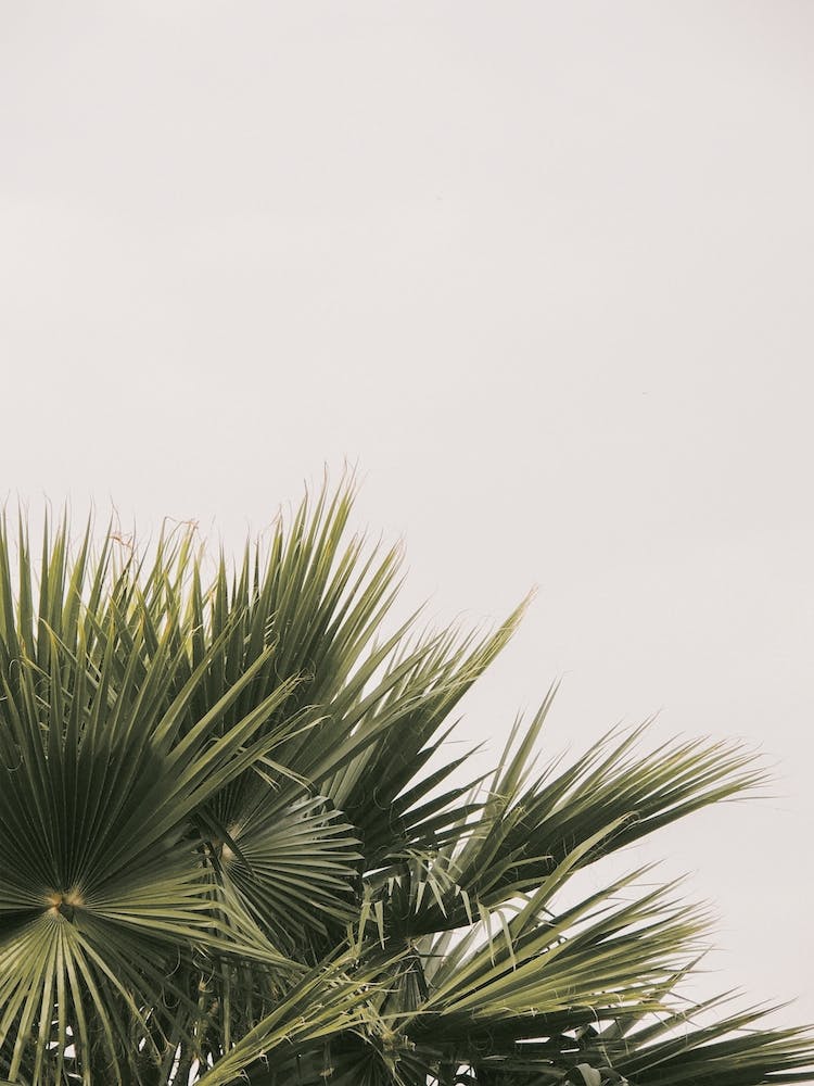 Green Palm Leaf