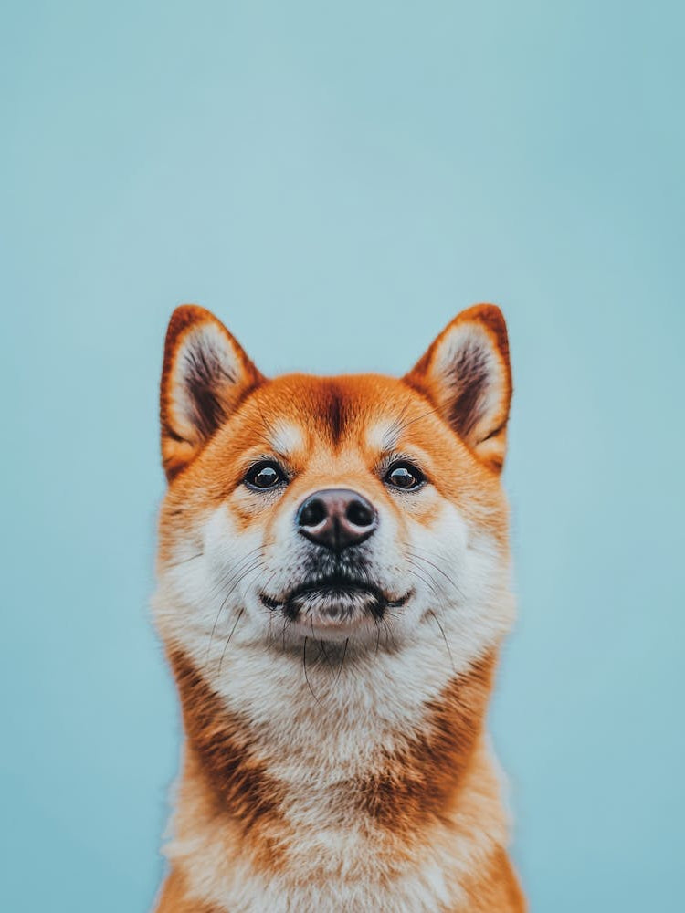 Shiba Inu. Generated with AI. 4