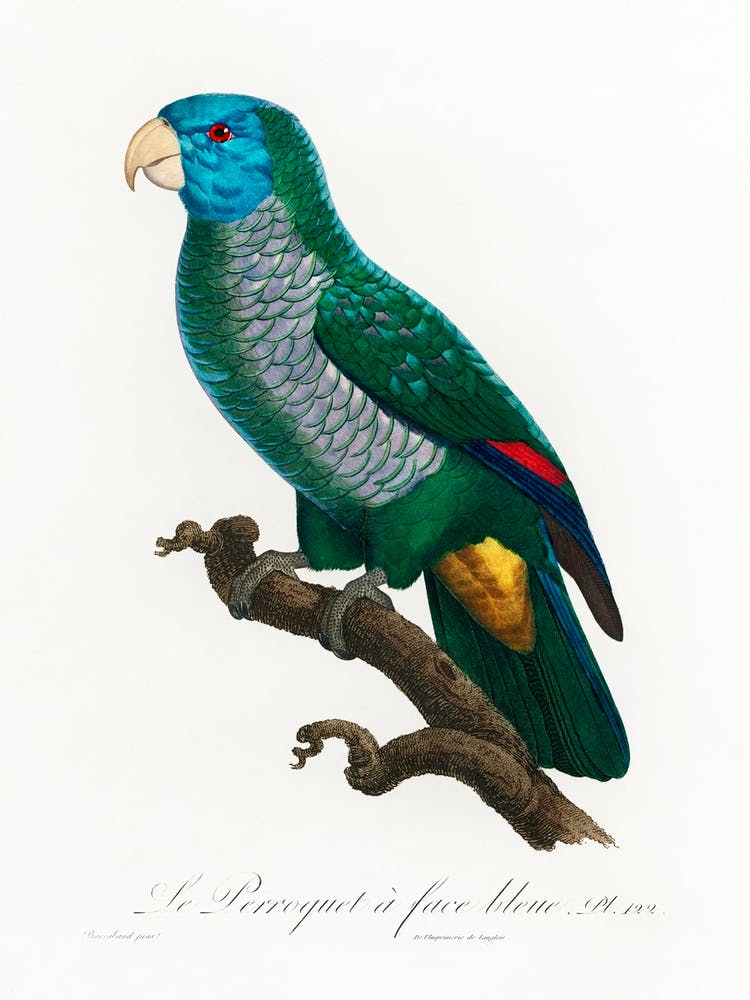 The Saint Lucia Amazon From Natural History Of Parrots, Francois Levaillant