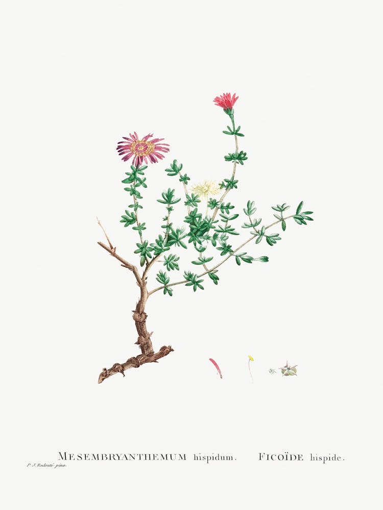 Mesembryanthemum Hispidum, Pierre Joseph Redoute