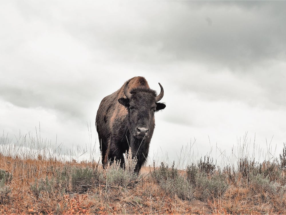 Bison Sous Ciels Nuageux
