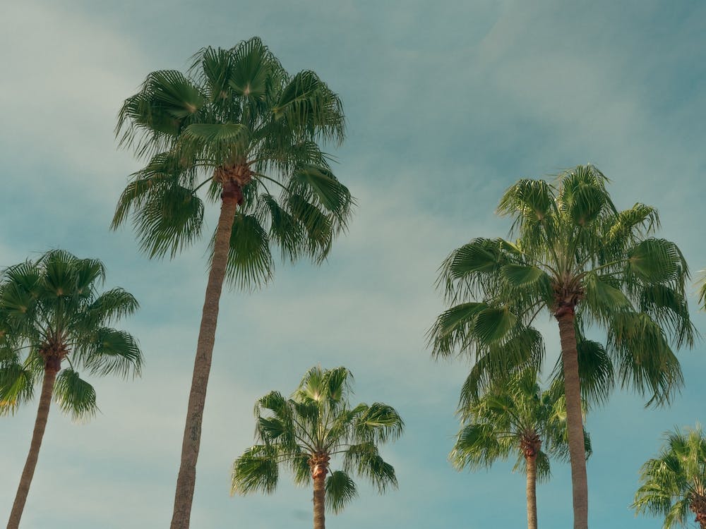 Summer Time With Green Palms And Blue Skies Colour Travel Photography Landscape