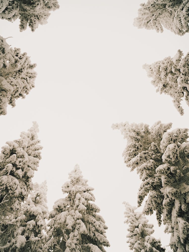 Blick nach oben im Winterwald