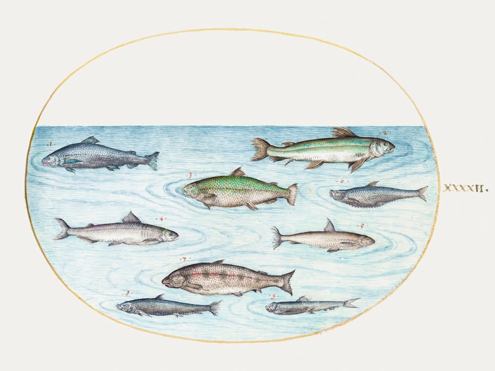 Nine Fish, Joris Hoefnagel