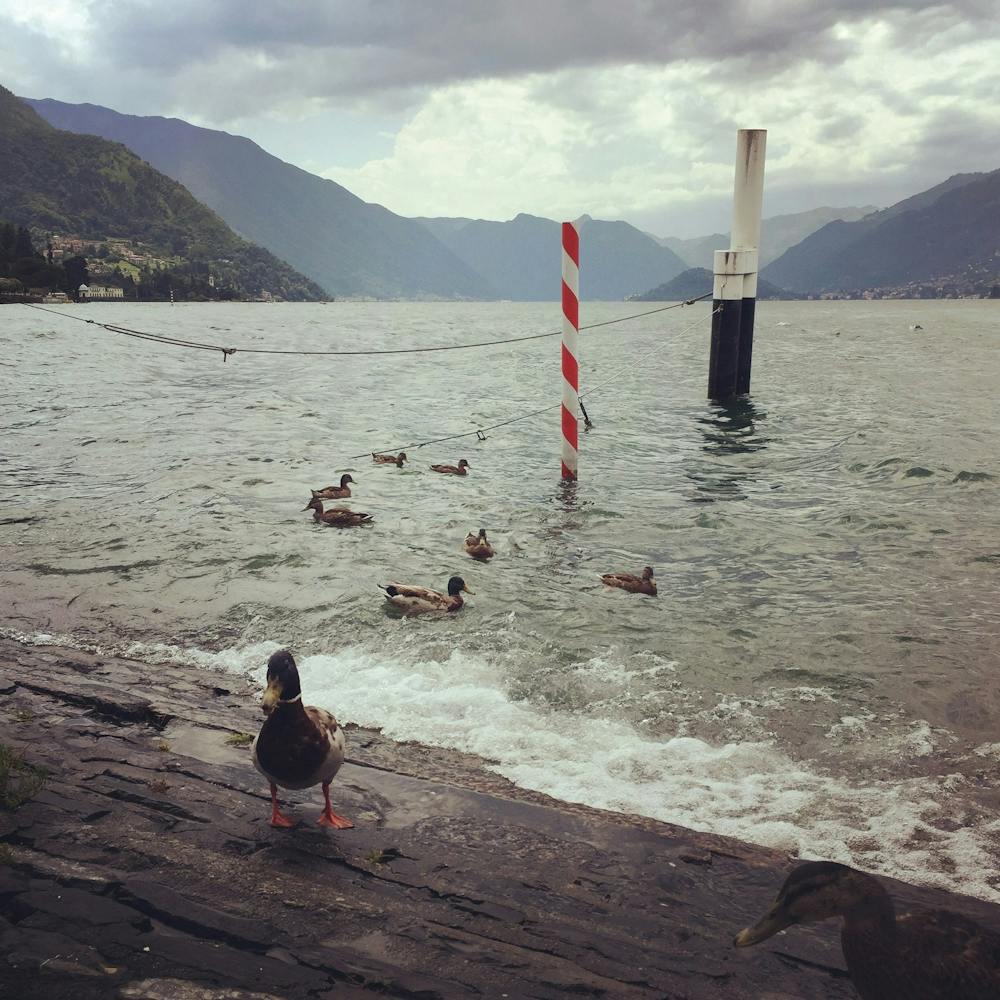 Ducks at Varenna, Como, Italy