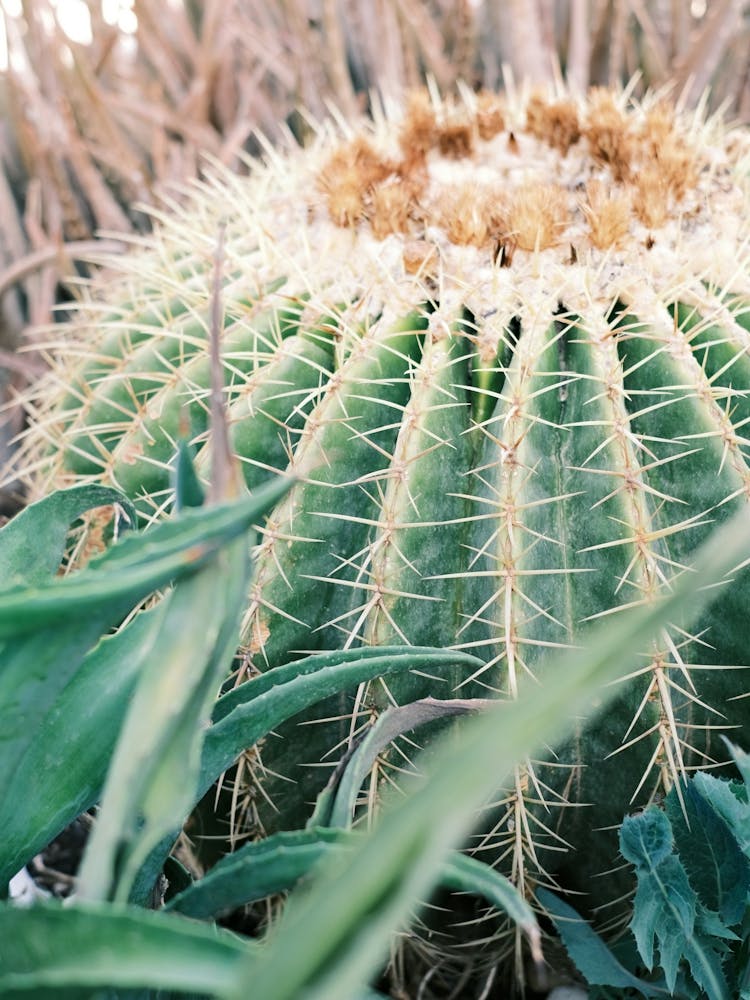 Close Up green cute Cactus // Ibiza Nature & Travel Photography