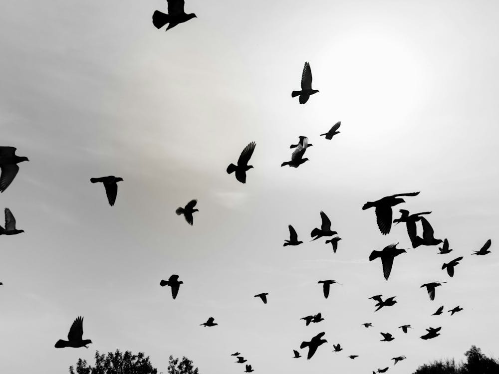 Silhouettes Of Flying Pigeons In The Skies 1